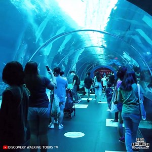Immerse yourself in ocean magic at SEA Aquarium Singapore! Credit YT: Discovery Walking Tours TV | Be There