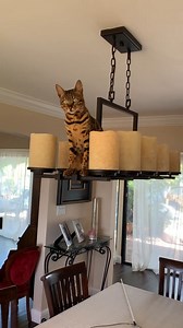 726K views · 39K reactions | Up here minding my own business.   ragnar_and_freya_vikingbengals #bengallove #bengalcats #bengalcatsarethebest #bengalcatpage #bengalcatworld #bengalcat #bengalcatworld #bengalsofinstagram #cat #cats #catscatscats #instacat #catsofinstagram #cats_of_instagram #catmemes #catmeme #catlife #catlovers #funnycats #mypet #mylove | Bengal Cats | Facebook