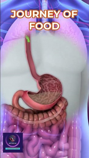 The Journey of Food Swallowing and Esophagus Function