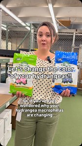 Did you know that soil PH affects the color of your hydrangea blooms? Let’s talk about how you can play scientist and make it happen! | Wayside Gardens