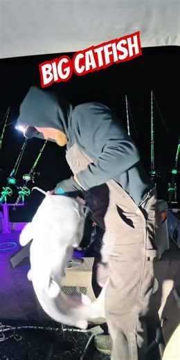 Cold River Catfish. Monster #fishing #monsterfish #madkatz #shorts