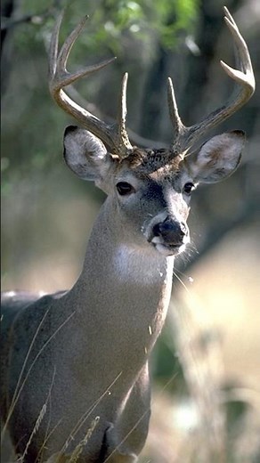 Help protect Texas deer from CWD
