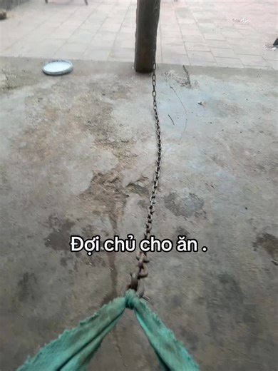 Học Về Quan Vợt - Chơi Cùng Mèo Cưng