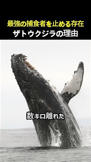 最強の捕食者を止める存在ザトウクジラの理由