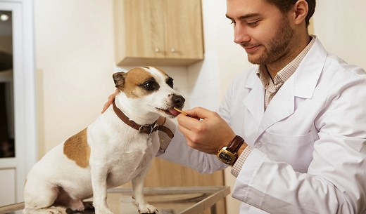 Vet-Recommended Dog Treats: Which Ones and Why? [Updated 2023]
