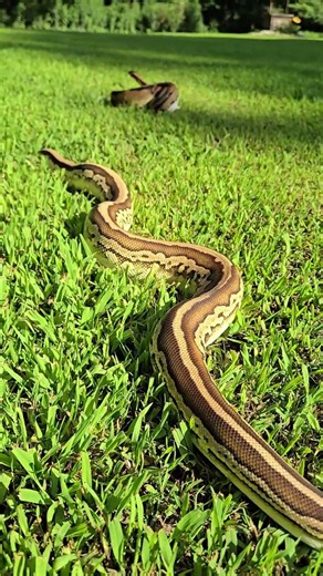 One Of The Coolest Ball Pythons