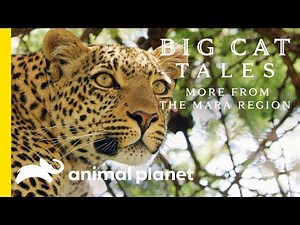 The Leopard | Big Cat Tales: More from the Mara Region