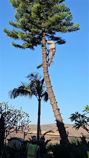 How to cut down a Star Pine ready to fall.