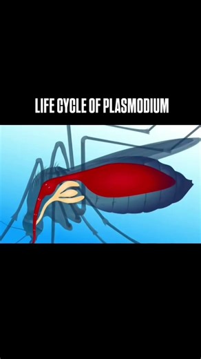 Malaria Parasite Life Cycle | Human & Mosquito | How Malaria Spreads? Life Cycle of Plasmodium