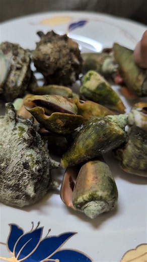 夏を喰らえ!🐚今が旬サザエ&マガキ貝（チャンバラ貝）塩茹で磯の香り封鎖出来ません!🎙️🐤 #サザエ