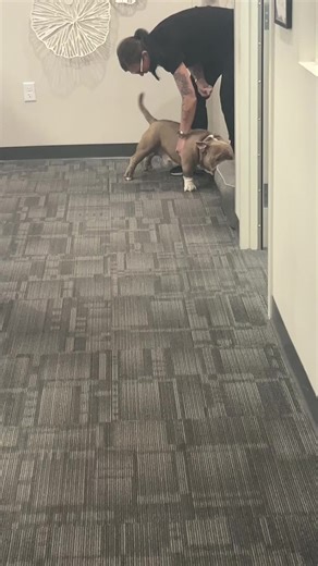 Pocket Bully Training Tips for Happy Dogs