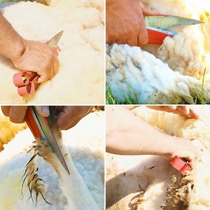 82K views · 196 reactions | Traditional, but great technique of sheep shearing  | MetDaan | Facebook