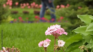 Pelargonium is a genus of flowering plants which includes about 200 species of perennials, succulents, and shrubs, commonly known as geraniums, pelargoniums, or storksbills.