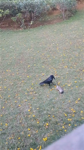 crow vs rat vs bird