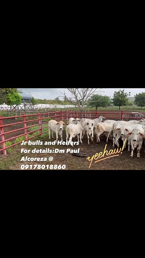 16K views · 225 reactions | Adelaide River Farms on Reels | Facebook