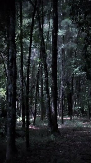 What can the Canon sx540 do?