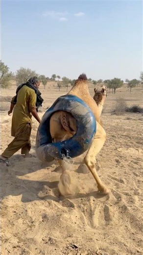 الجمل يُسقط أنبوب الماء العذب ويهدر الماء وسط حسرة الراعي