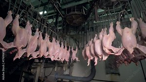 Headless chickens transported through ceiling lines near factory equipment