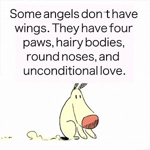 631K views · 19K shares | Beloved pets. ❤️ | We Love Animals | Facebook