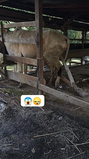 1K views · 29 reactions | "Kelakuan sapi garang mo kawen suntik rusuh, heemm". #fyp #kelakuansapigarangmokawen #cow #videoviral #reels | Maya Juwanita | Facebook
