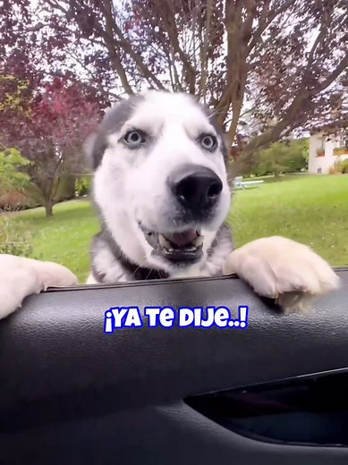 Cómo convencer a un perro pequeño llamado Max de subir al coche