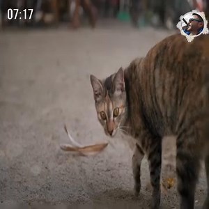 4.8K views · 321 reactions | George Moldovan on Reels | Facebook