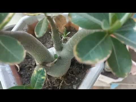 Arabicum Adenium