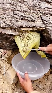372K views · 461 reactions | Harvesting honey from natural beehive Partner: بوطويق العرب | Hungry Panda | Facebook