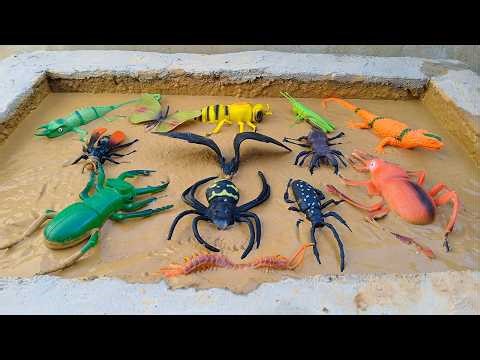 13 Amazing Bugs and Reptiles Muddy Video | Kids Learning Video | Bugs,Reptiles,Insects Leraning