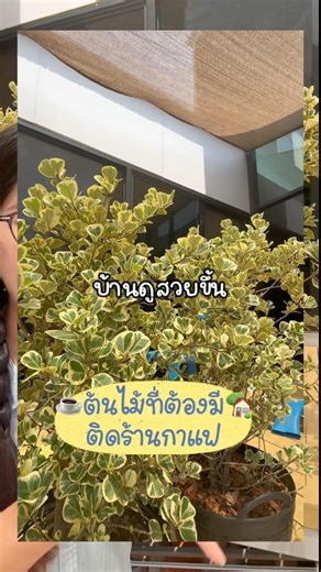 ต้นหัวใจเศรษฐี หรือสาริกาใบด่าง ต้นไม้มงคลต้นไม้ตกแต่งบ้าน