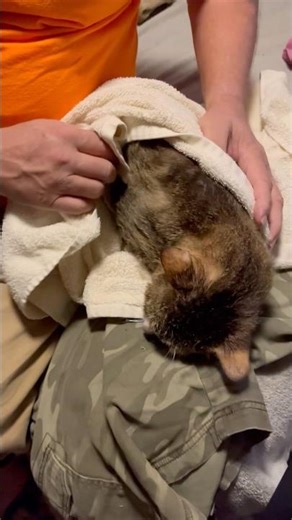 He got a bath! #cat #livingonafarm #joy #shorts #cute #cutecat