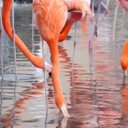 Enjoy the magic of Key West in this charming island home with a loft....