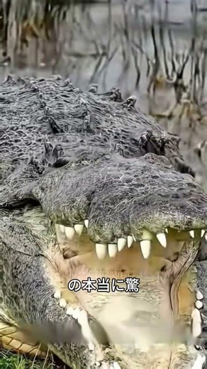 最強の淡水魚 #雑学 #プチ知識 #一分でわかる