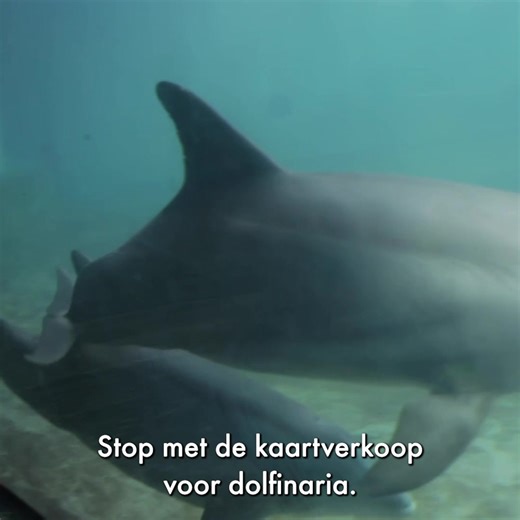 💔 In de oceaan hebben dolfijnen vrijheid, familie en eindeloze ruimte. 🔒 In een bassin leven dolfijnen vaak gescheiden van hun families en zwemmen ze steeds dezelfde rondjes. TUI verkoopt nog steeds dierenleed als vakantiepret. Terwijl ze dondersgoed weten dat dolfijnen lijden in gevangenschap. Al bijna 30.000 mensen lieten TUI weten: stop met de kaartverkoop. Jij ook? Teken de petitie! http://bit.ly/3JV2Q9b | World Animal Protection Nederland