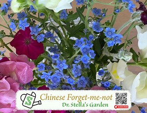 Chinese Forget-me-not Seeds | Delicate Azure Blooms for Cottage Gardens & Pollinator Haven! | 200  Seeds - Etsy