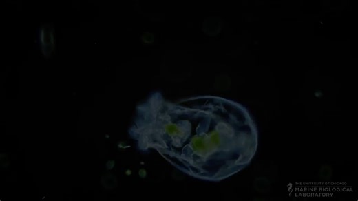 14 reactions | How did rotifers get their name? They have a crown of cilia that look like rotating wheels, which they use to swim and feed. Here at the MBL, we study rotifers to learn more about how the environment affects an organism's lifespan, how a mother's health influences her offspring, and more! Learn more about this unique marine organism: https://bit.ly/4g0Tt3X | Marine Biological Laboratory | Facebook