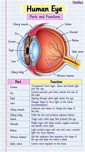 Human Eye: Parts & Functions 👁️ | Class 10 Biology #youtubeshorts #educationalvideo #biology