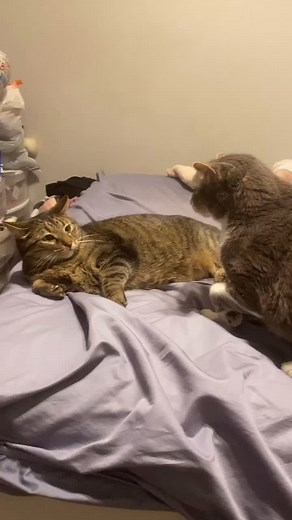 Next time #cats #catsfightingsound #catslover #ilovecats #fyp #foryou #rescuecats #catsoftiktok