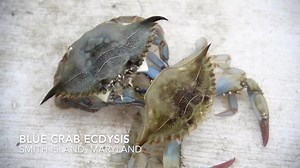 7.3K views · 280 reactions | Blue Crab shedding - I have seen this...