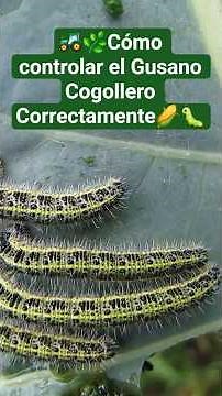 Cómo controlar el gusano cogollero (Spodoptera frugiperda) de forma efectiva🐛 #agriculturatropical