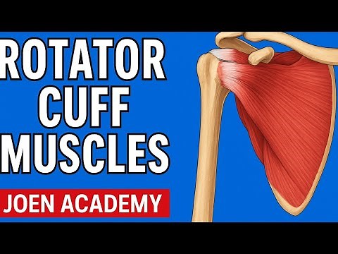 Rotator Cuff Muscles Made Easy: Origin, Insertion, Actions & Nerve Supply Explained