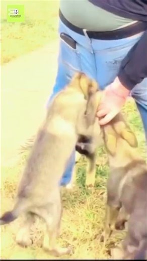 😂 Funny Dog Attack on Pants | Comedy Shorts 2025 | #FunnyDogs #ComedyShorts #RKBdrops