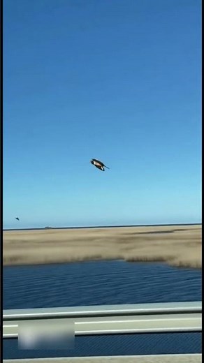 caught the moment a hawk hunts its prey #cameracaught #cctvcamera #cctvviral #animalattack #wilflife