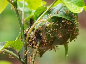 Weaver ant | Description, Species, Nest, Bite, & Facts | Britannica