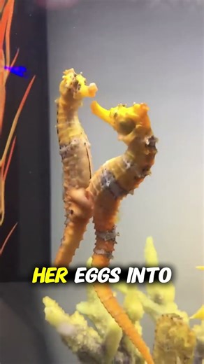 Male Seahorses Give Birth?! Nature’s Biggest Plot Twist! 🤯🐴