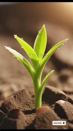 🌱✨ The Beauty of Islam in Nature How Allah Brings Life From a Single Seed 🕌🤍 #Islamic #PlantGrowth