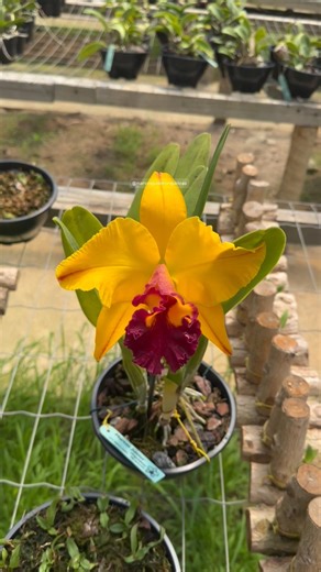 The colors of this Cattleya orchid are very special!!!