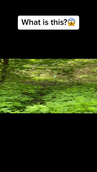 Real fairy caught in camera, Vinters Park UK #fairytail #Forest #NatureWalks #scarytiktok #fyp #wtffyp #scaryvideosontheinternet #tiktokscaryvideos #viraltiktok #viralvideo #fypシ゚viral #aliensighting #ufo #mothman