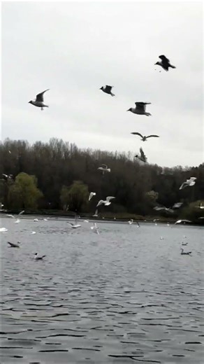 Bird Feeding Frenzy by the Water 🐦🌿 Mesmerising Nature in Motion