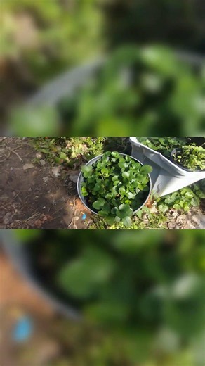 Greenhouse Experiment: Boosting Strawberry Growth!